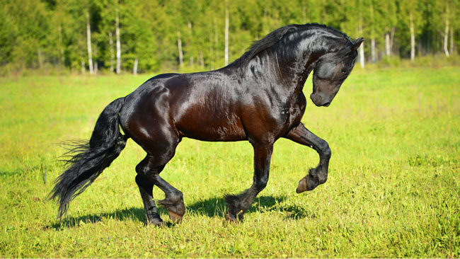 Fotomural vinilo caballo en el campo